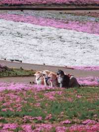 Hey! 🌸 A Pink Shiba Sakura Sea Near Tokyo