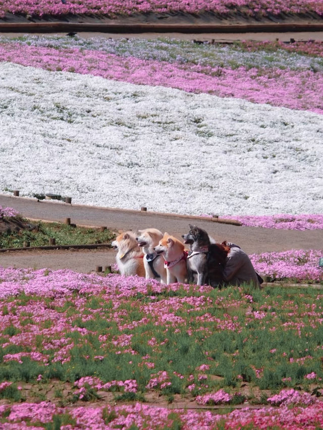 Hey! 🌸 A Pink Shiba Sakura Sea Near Tokyo