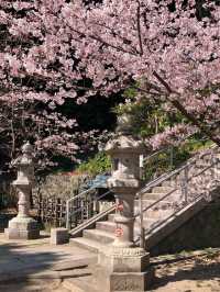 Kamakura Cherry Blossom Season: 2 Beautiful Spots to Enjoy Sakura 🌸