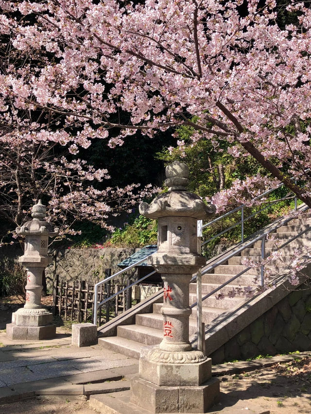 Kamakura Cherry Blossom Season: 2 Beautiful Spots to Enjoy Sakura 🌸