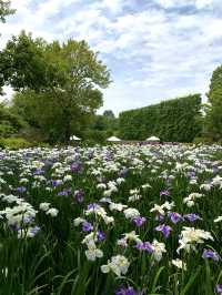 【栃木】藤の花だけでなく、菖蒲、紫陽花も素晴らしい