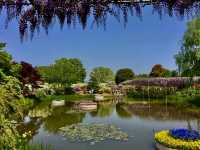 「紫藤物語〜大藤節」在足利花卉公園綻放