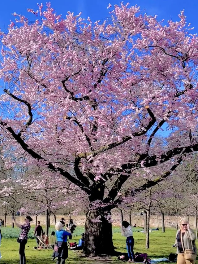 🇩🇪Cherry Blossom Dreamland in Schwetzingen, Germany
