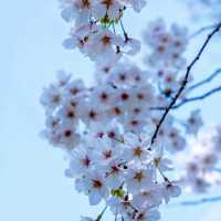  末吉公園•櫻花的海洋
