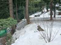 snow leaopard