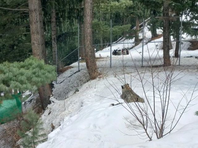 snow leaopard