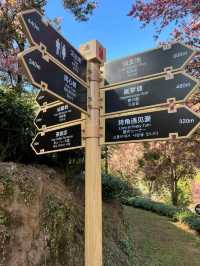 春意盎然的景象無量山櫻花谷