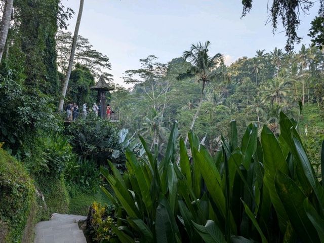 印尼德哥拉朗梯田