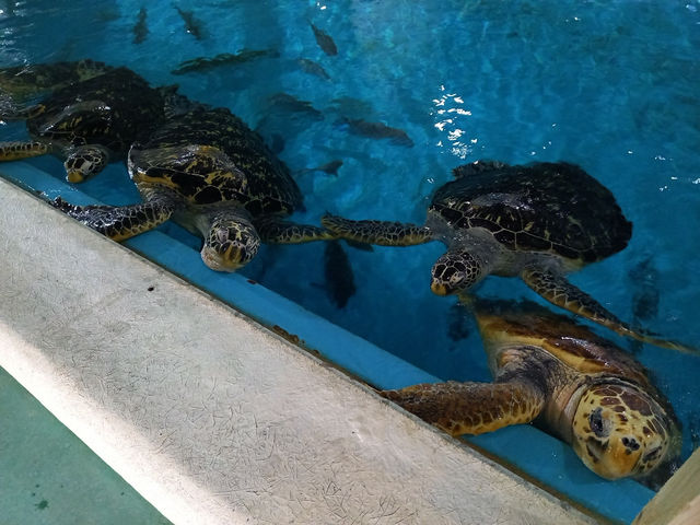 初めての桂浜