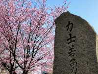 騎單車賞櫻花---札幌新川十字街公園