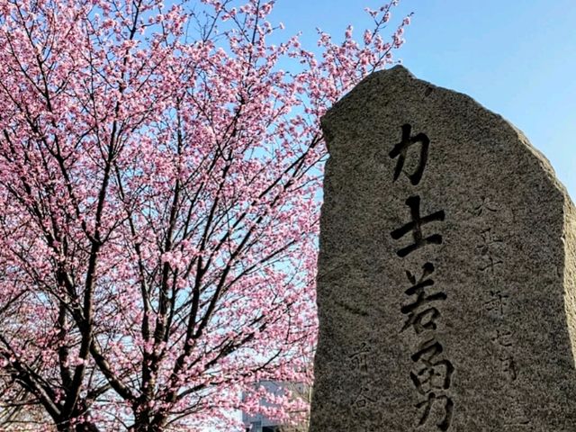 騎單車賞櫻花---札幌新川十字街公園