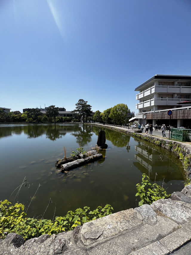 「鹿に会いに行くだけじゃ、もったいない🇯🇵✈️🌏