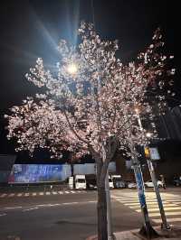 Why Busan is the Ultimate Spring Escape - Cherry Blossoms, Street Eats & Seaside Views