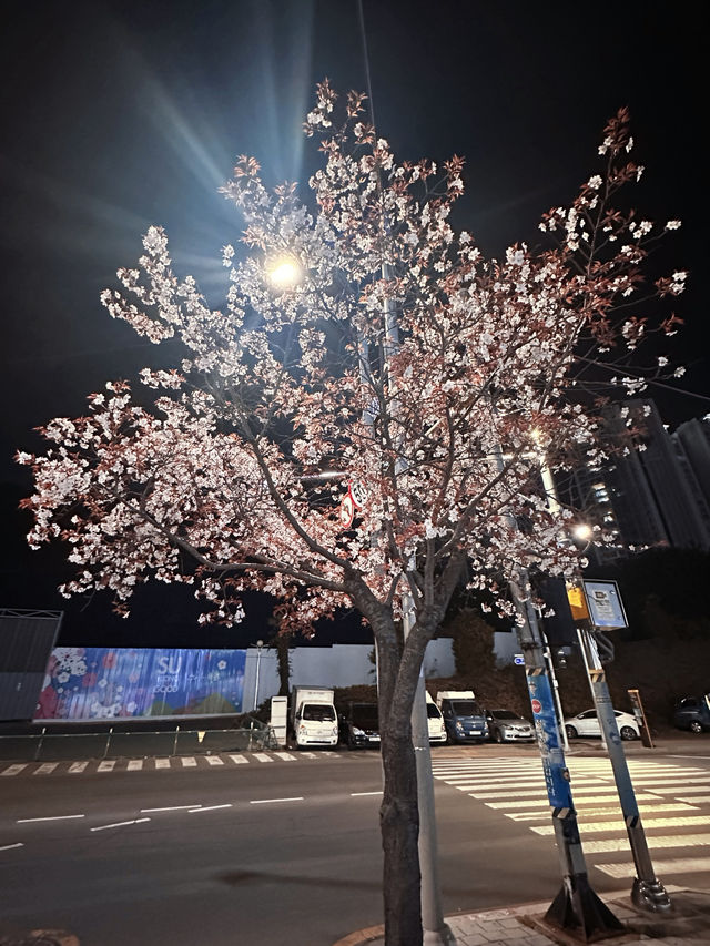 Why Busan is the Ultimate Spring Escape - Cherry Blossoms, Street Eats & Seaside Views