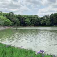 Lush Reflections: Fukada Pond