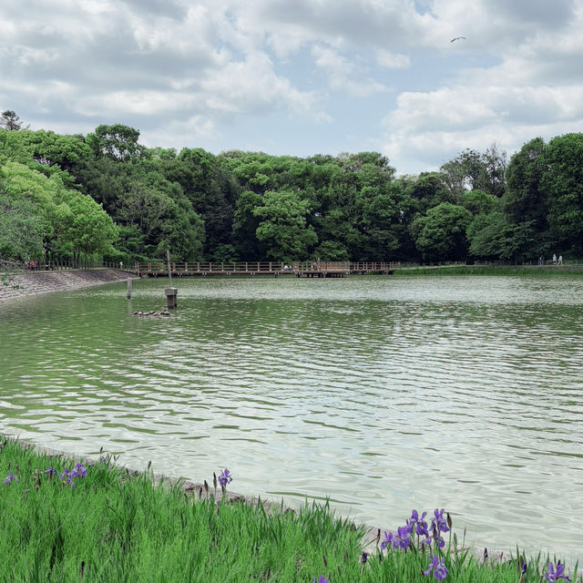 Lush Reflections: Fukada Pond