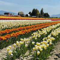 Skagit Valley Tulip Fields – Mount Vernon, WA