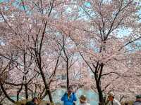 Title: Spring Magic in Seoul – Yeouido Cherry Blossom Festival