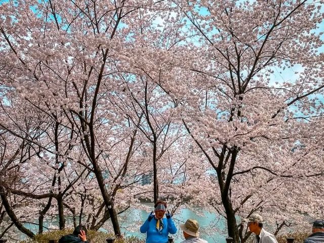 Title: Spring Magic in Seoul – Yeouido Cherry Blossom Festival