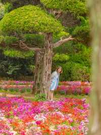 Nokonoshima Island Park สวรรค์คนรักดอกไม้ฟุกุโอกะ
