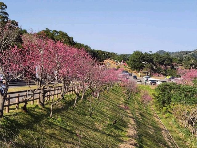 沖繩賞櫻---八重岳櫻之森公園，感受一下日本傳統祭典的氛圍！