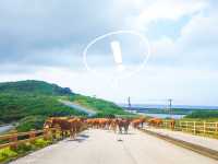 異国情緒溢れる与那国島で自然を満喫🌱