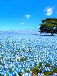 SPRING MAGIC AT HITACHI SEASIDE PARK