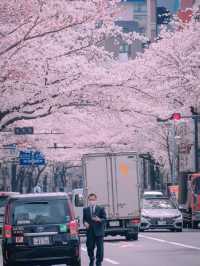 🚋 Cherry Blossoms + Train, a Perfect Drama Scene
