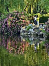 Stunning Sunset by the Lake – Roses and Swan Lake Are a Perfect Match!