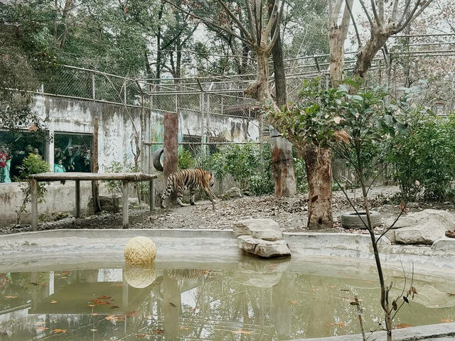 Chengdu Zoo 