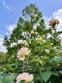A Local Morning Walk Around Sumiyoshi – Pancakes & Park Views