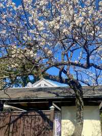 A Gentle Walk Through Odawara – Castles, Coastlines & Sunset Calm