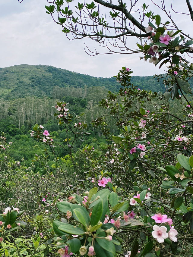 香港｜去嶂上營地吃一碗豆腐花🏕️