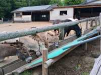 【栃木】昔ながらの牧場の風景「南ケ丘牧場」