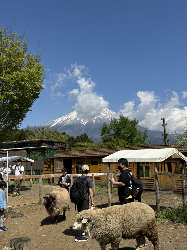 Makaino Farm 🐏🌾