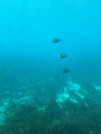 勝浦海中公園