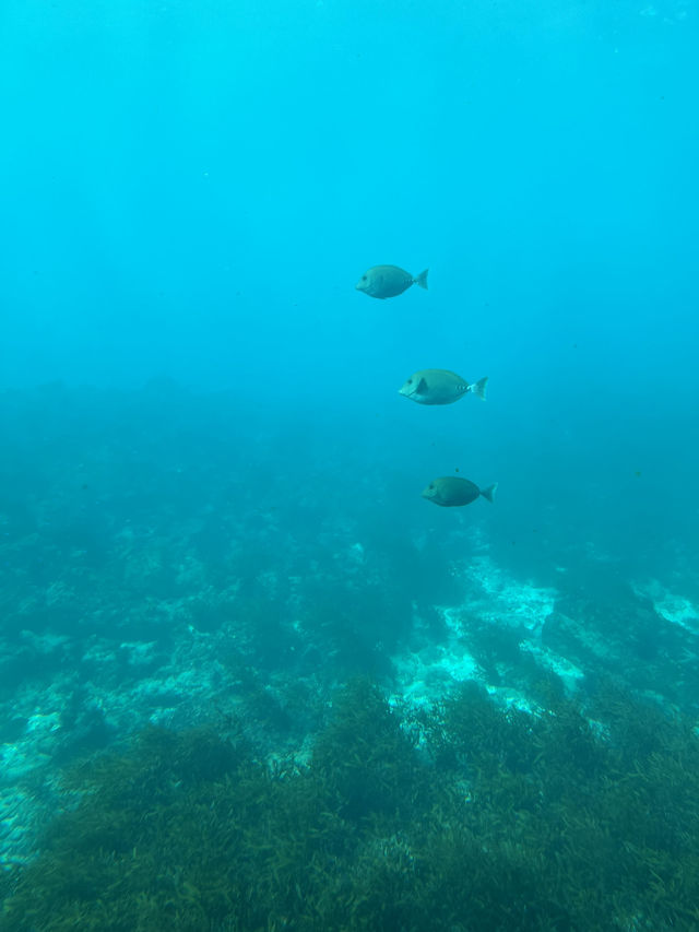 勝浦海中公園