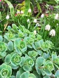 Toronto Music Garden – Where Nature Dances to Bach’s Melody 