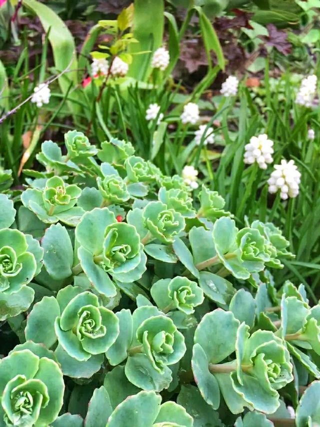Toronto Music Garden – Where Nature Dances to Bach’s Melody 