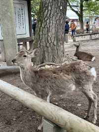 Day trip from Osaka to Nara