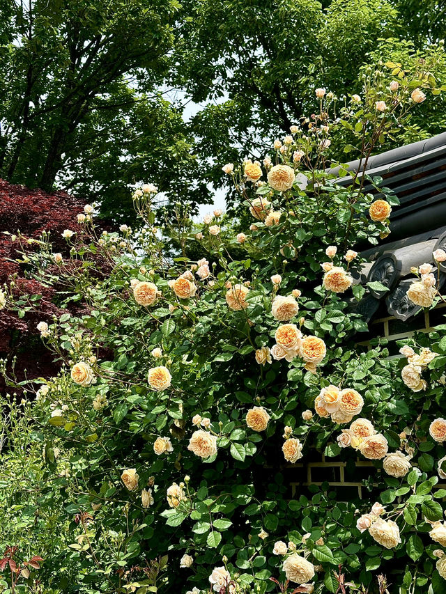🌹 장미하면 빠질 수 없는 <전주수목원 장미원>
