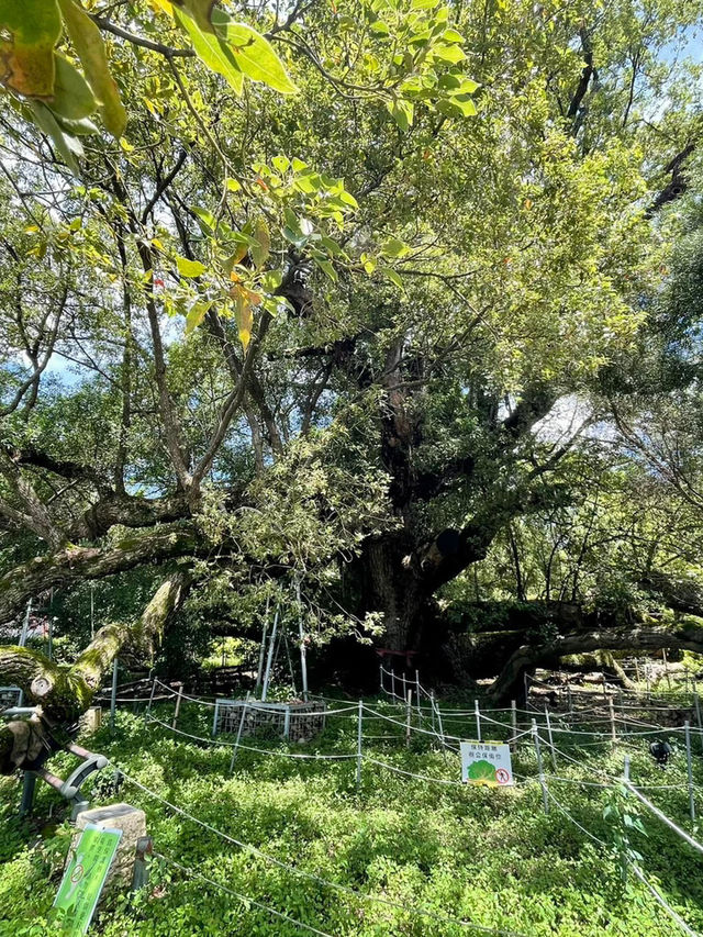 台中石岡「五樹共生奇景超壯觀」