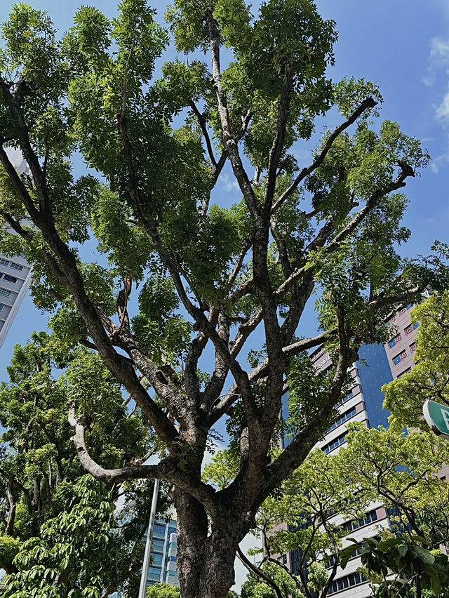 สิงคโปร์🇸🇬