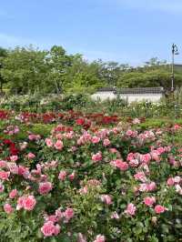 대전 가볼만한곳:: 장미세상 한밭수목원 장미원🌹