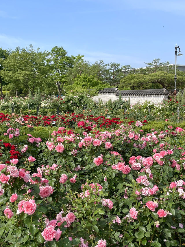 대전 가볼만한곳:: 장미세상 한밭수목원 장미원🌹