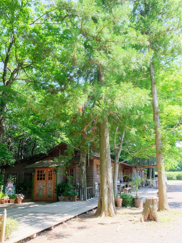 【埼玉】森の小さなレストラン