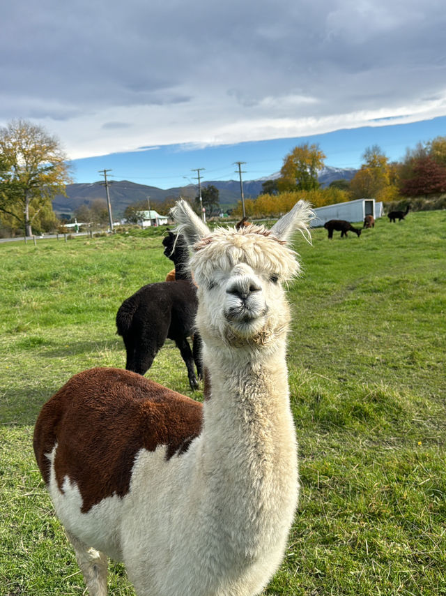 Queentown, New Zealand 