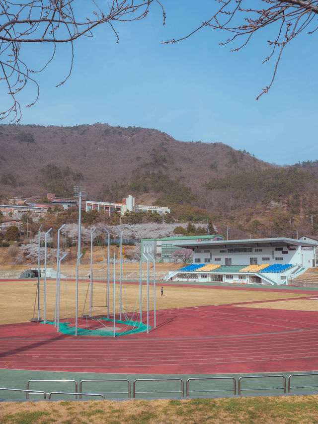 러너들에게 동화같은 벚꽃 트랙 명소“우슬체육관”