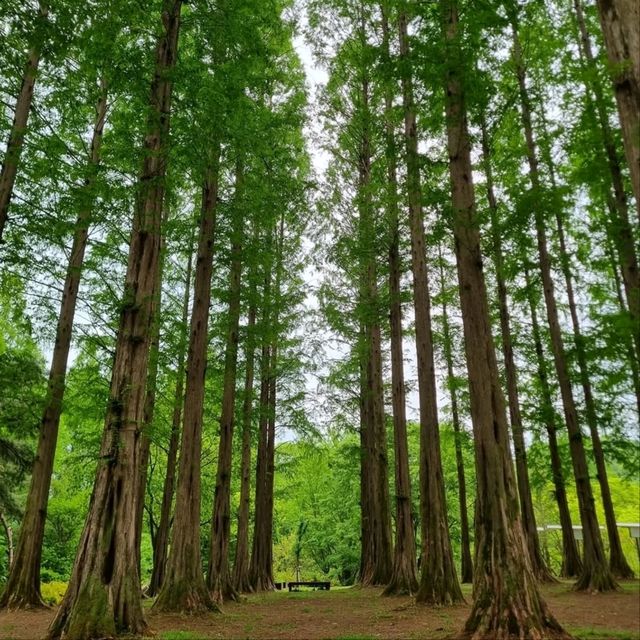 Daejeon Wanders