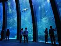 橫濱🇯🇵 八景島水族館